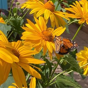 Meet your Posher, Posh